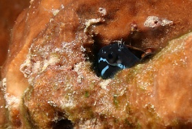 Komodo 2016 - Black coralblenny - Blennie de Namiyei - Ecsenius namiyei - IMG_6950_rc